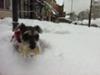 Miniature Schnauzer Evie romping in the snow