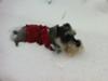 Miniature Schnauzer Evie tunneling thru the snow