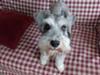 Miniature Schnauzer Fizzy