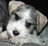 Adorable Schnauzer puppy