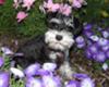 Miniature Schnauzer Neeka