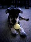 Rambo and his favorite ball!