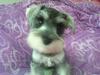 Miniature Schnauzer Puppy Roxy