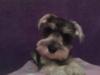 Miniature Schnauzer Puppy Roxy