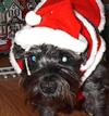 Sabrina in her Santa Hat