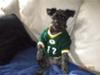 Schnauzer Packers Fan