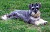 Miniature Schnauzer Alex