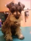 Charlie as a pup