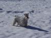 Miniature Schnauzer Ghost