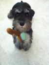 Mini Schnauzer Keewi