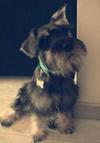 Miniature Schnauzer Reco