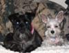 Reggie, black female with Piper Blue, platinum female