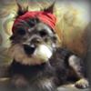 Miniature Schnauzer Rocky Balboa