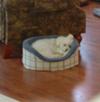 Sammie Poochon