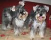 Miniature Schnauzers Jingle Bell and Happy