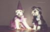 Mini Schnauzers in Costume