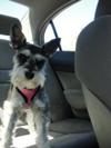 My Sweet Little Schnauzer Chloe