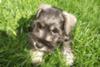 Mini Schnauzer Tanner 8 weeks old , his 1st time in grass