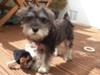 Miniature Schnauzer Tilly