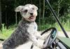 Schnauzer in the driver's seat, i'm driving!