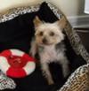 Clyde Yorkie