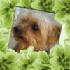  Yorkshire Terrier Sparky
