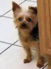 Yorkshire Terrier Sparky