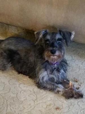 Found schnauzer hot sale