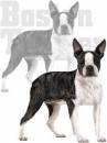 boston terrier