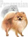 pomeranian