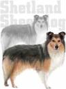 shetland sheepdog