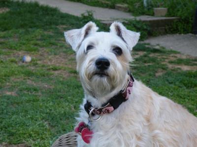 miniature schnauzer bichon frise cross