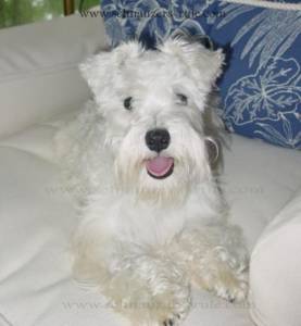 white miniature Schnauzer