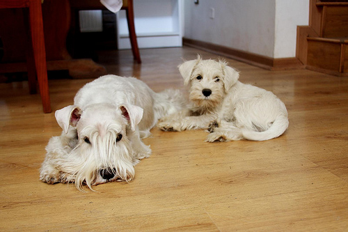 white schnauzer dogs