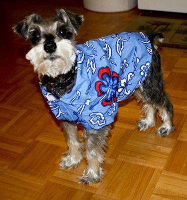 Mini Schnauzer Wickkett Ready to Party