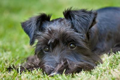 Miniature Schnauzer Wiki Mouse