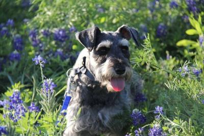 Mini Schnauzer Winston in Texas Bluebonnets