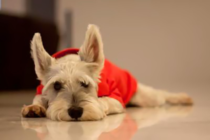 best companion dog for miniature schnauzer