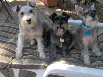 Miniature Schnauzer, Waiting for a treat