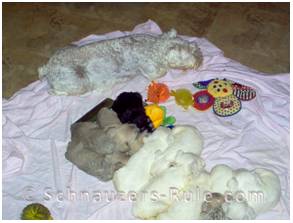 Schnauzer Birth, Litter of Puppies