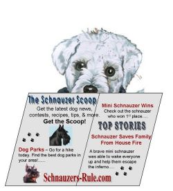 Schnauzer Scoop Dog News