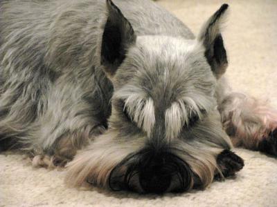 Miniature Schnauzer, My Sweet Angel Casey