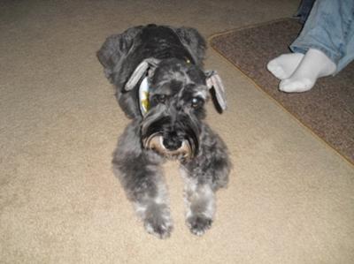 Miniature Schnauzer, our beloved Fluffy