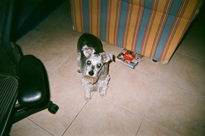 Miniature Schnauzer Greta