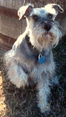 Miniature Schnauzer, My guy Jake