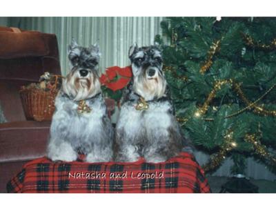 Miniature Schnauzer, Leopold