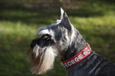 Miniature Schnauzer, Liebestraum's Georgie Girl 3-10-95 to 12-30-09