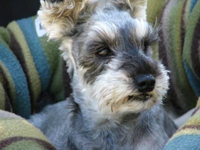 Miniature Schnauzer, Tia in her bed on a car ride