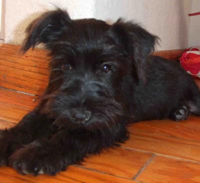 Miniature Schnauzer Africa