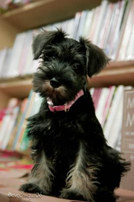 Miniature Schnauzer Alegria